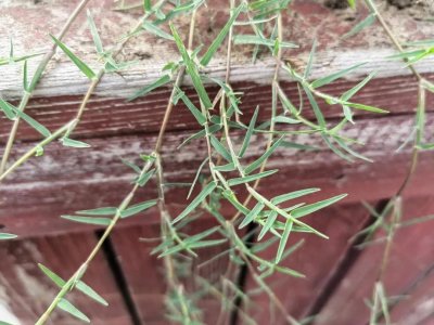 ​狗牙根丨农村田野常见的恶性杂草，还有这些用处