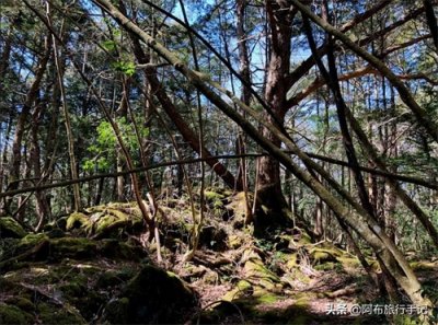 实探日本“自杀名所”青木原树海,没传闻那么玄,遇见人才可怕