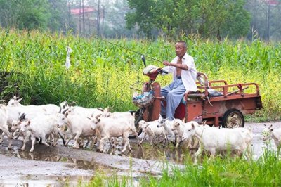 ​别再扎堆养猪养鸡！这些农村冷门养殖项目，潜力超乎想象