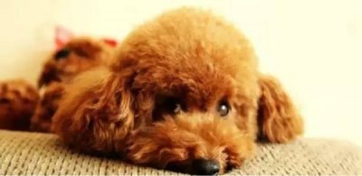 各种宠物狗身价大全 看看你买贵了还是便宜了