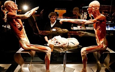 ​荷兰“重口味”博物馆，内部人体结构逼真，女生进去不敢看