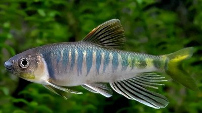 ​马口鱼的生活习性及人工养殖技术和培育过程研究