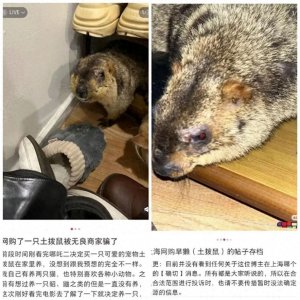 ​上海市民看《哪吒2》网购“土拨鼠”，有关部门：实为喜马拉雅旱獭！国家卫健