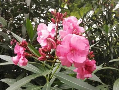 有毒植物大全,了解收藏,避免家里小孩宠物误食