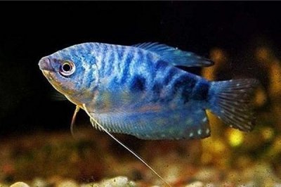 ​12种最适合懒人养的鱼（最适合懒人养的冷水鱼有哪些）