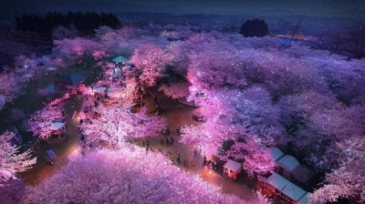 ​上海首个日夜赏樱乐园！顾村公园—樱花岛购票及入园攻略来啦→