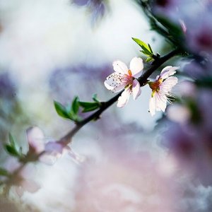 ​桃花流水窅然去：雅俗共赏的桃花，只在李白的笔下才如此飘逸