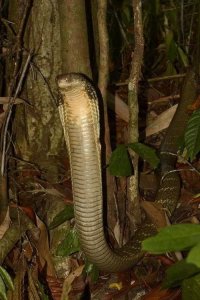 ​你知道“过山峰”吗？你知道它比你想的还要恐怖吗？讲述野外遭遇