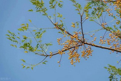 农村即将消失的苦楝树:你绝对想不到它的价值!