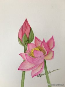 ​这手绘的《荷花》真是美翻了，三个步骤就能学会哟，快来看看吧