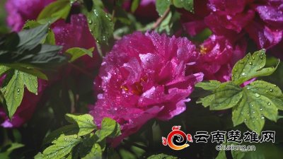 ​我的家乡有多美｜武定狮子山牡丹花开早 景区迎客来