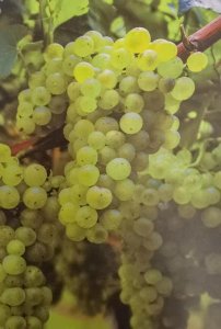 ​雷司令是谁？为什么那么火？