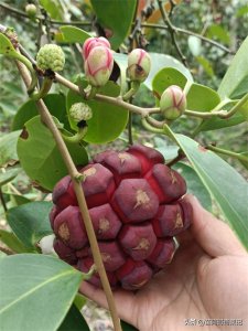 ​种植黑老虎只见花不见果，秘密在这里