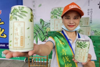 ​吃货侦探：金钱柳茶现身湖北宜都，看药名就知茶功用