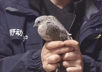 珠颈斑鸠不幸折翼 热心市民及时救助