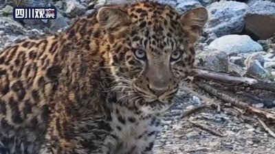 ​真“豹款”！金钱豹化身“街溜子”现身白玉县街头