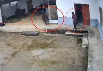 ​陕西一老人在自家院子遭野猪攻击致死，三只大狗奋力抵抗无力回天