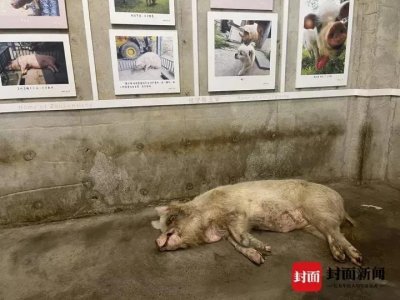 ​“猪坚强”去世