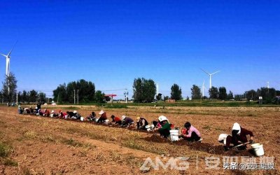 安阳内黄:中药材种植开出致富良方