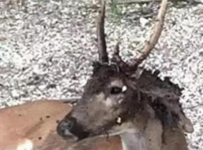 黄石公园的'僵尸鹿'病毒:它是如何传播的?对人类有何影响?