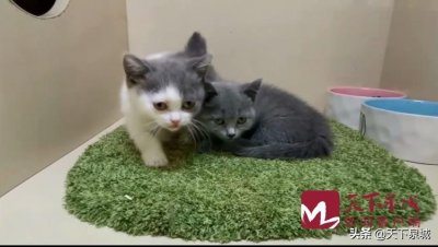 购买时活蹦乱跳,到家一周就死亡 济南“星期狗”现象为何屡禁不绝