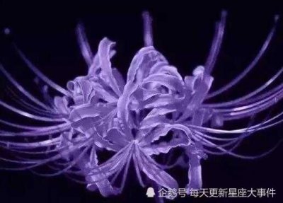 曼珠沙华·彼岸花