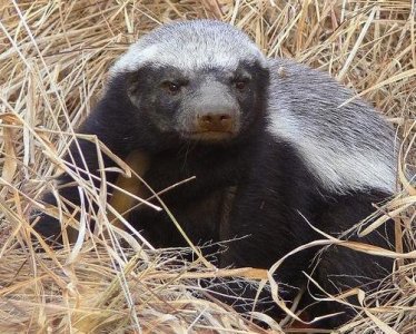 非洲猛兽“平头哥”,是世上最无畏的动物,连狮子遇上都感到无奈