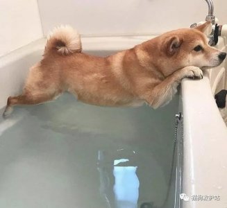 20张狗狗搞笑图片,赶快给劳资删了,我不要面子的啊