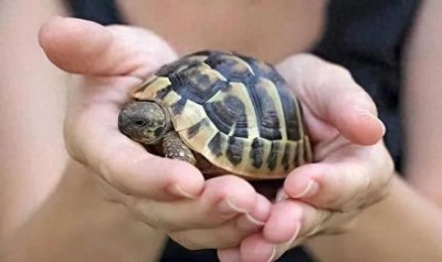 ​乌龟是最长寿的动物，那么乌龟如果离开身上的壳还能活多久呢？