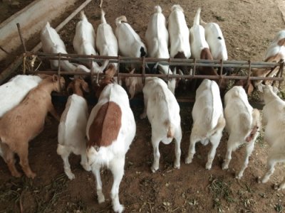 农村养羊挣钱吗,最实用的经验看看,想赔都难