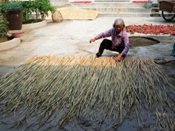 童年夏天的记忆，扇风打虫的好帮手——蒲扇