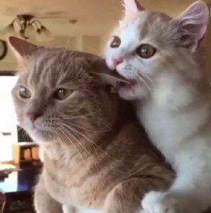 画面惊人!坐个出租,这个上海男子竟然和司机“咬耳朵”