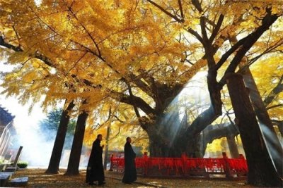 ​浮来山下四千年：一株银杏见证的文明史诗