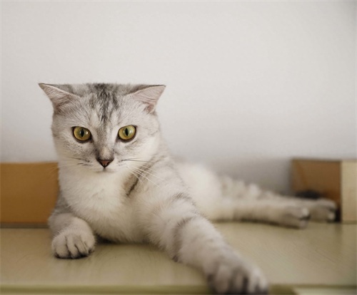 图集：分享一组可爱的小猫咪壁纸，赶紧来收藏吧