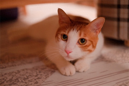 图集：分享一组可爱的小猫咪壁纸，赶紧来收藏吧