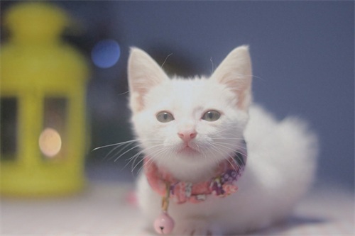 图集：分享一组可爱的小猫咪壁纸，赶紧来收藏吧