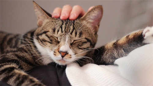 图集：分享一组可爱的小猫咪壁纸，赶紧来收藏吧