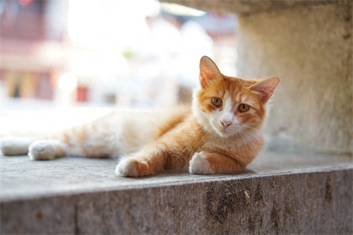 图集：分享一组可爱的小猫咪壁纸，赶紧来收藏吧