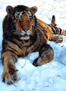 ​园区头牌“二埋汰”成东北虎里最红的仔 连东北虎都宠着“南方小土豆”！