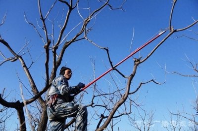 ​你所以为的板栗，并不是那个曾经的板栗