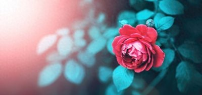 ​亲爱的，你来看看，你到底在我心里占据怎样的位置