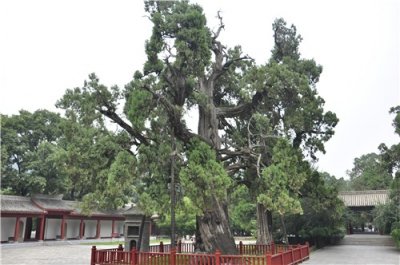 ​正直 高尚 长寿 不朽：延安市市树之一 “百木之长” 柏树
