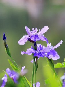​惊艳！这15种名字美好、长相极美的花草，你见过几种？