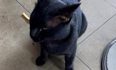 猫咪可以吃西瓜吗?2个月猫咪可以吃西瓜吗?