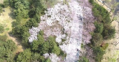 潍坊:风拂春岸 车载繁花 乘公交寻春色 不负人间好时节